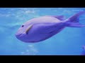 the best 4k aquarium explore the stunning world of sea jellyfish and beautiful coral reef fish. 7