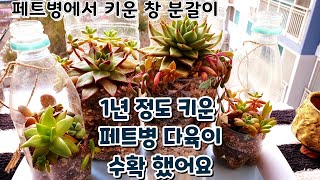 다육이 페트병에서 1년 정도 키운창  수확 했어요 화분에 분갈이 Succulentnts Succulent plant 多肉植物 다육식물