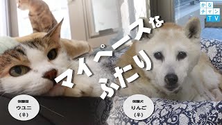 それぞれのペースで・・ 【保護猫】ウユニ 【保護犬】りんご　ずっとの家族を待っています。 ～神奈川県動物愛護センター