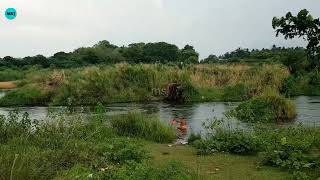 அம்பாசமுத்திரம் தாமிரபரணி ஆறு திருநெல்வேலி / Ambasamutram Thamirapharani river Tirunelveli