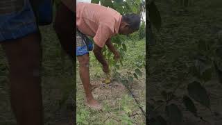 Pruning Mulberry plants 8*8 feet, 3 months old plants