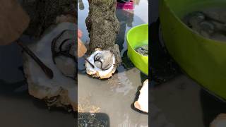 Amazing find oysters very easy #oysters #fish