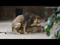 such a loving lion couple. they are almost always together enjoying each others company.