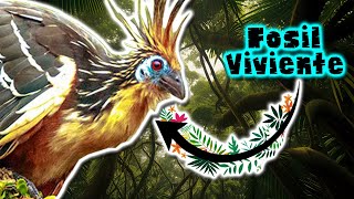 Hoatzin | Documental de Animales