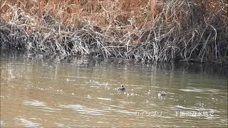 イカルチドリ　カワラヒワ　ジョウビタキ　カイツブリ　今日の鳥