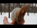 Почти Знакомая белка и три её дупла an almost familiar squirrel and its three hollows