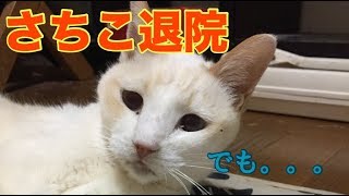 さちこ リンパ腫が見つかってからの闘病日記。【猫の病気】PART 1