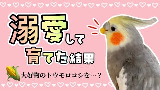 【感動】６年間溺愛して育てた結果…？オカメインコこはくさん