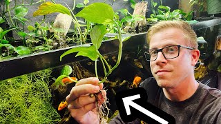How to: Pothos Plant in Your Aquarium