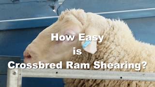 Rambusters Ram Shearing Demo