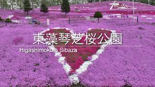 Higashimokoto Sibazakura(moss phlox) Park