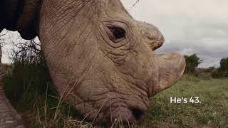Ol Pejeta Conservancy | The World's Most Eligible Bachelor
