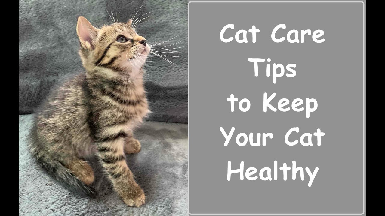 Cat Care Tips To Keep Your Cat Healthy Youtube