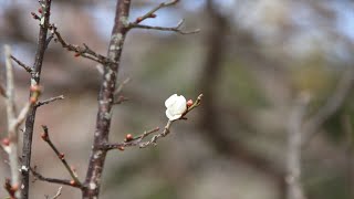 T350    2024年12月25日　　ウメ　　　音楽　スターダスト　　　南部丘陵公園　　たか鷹短信