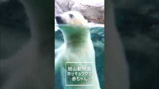 惜しいもうちょっとでした（旭山動物園　ホッキョクグマのピリカと赤ちゃん）#shorts