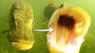 TOP 5 Pike Attacks ! The Best Underwater Fishing Compilation !