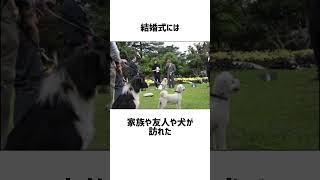 ジョセフ・ガイソに関する面白い雑学。 #犬 #雑学 #shorts