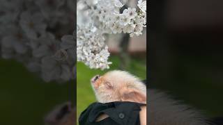 マイクロブタとお花見🌸 #マイクロブタ #マイクロブタカフェ #pig #pignic #piggy #minipig #farm #お花見 #cherryblossom