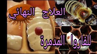 ماهي الفاروا المدمرة ما هي دورة حياتها وما علامات وجودها في منحلك وكيفية علاجها .... الجزء الاول