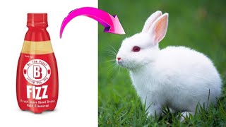 How to make rabbit with cotton, appy fizz bottle. Gk craft