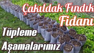 Çakıldak fındık fidan 🌰 🌱 Tüpleme Aşamalarımız.. Kendi ihtiyacımız kadar fidanı hazırladık...