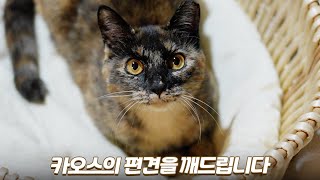 카오스 고양이가 무서운 분들을 위해 준비했습니다 | 쫀니와 쪼꼬미들 | 🏝️베베집사 제주살이