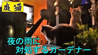 【庭猫】夜の雨に対処するガーデナー