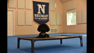 Muggsy (Miniature Poodle) Boot Camp Dog Training Video Demonstration