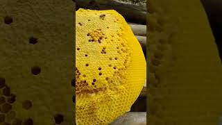 Amazingly simple method used to coax a swarm of bees in the air to land# 28