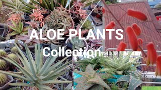 Aloe Plants Collection|TCT Hybrid|Anna Charitoo.