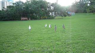 Masked Lapwings