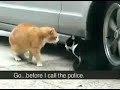 cat argument soo funny