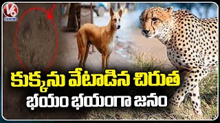 Cheetah Wandering creates Panic At V.Kota Village  | Chittoor  | AP  | V6 News