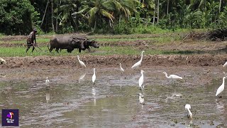 Egrets and Herons Feast in Traditional Paddy Field Ploughing with Buffalos | Nature's Symphony