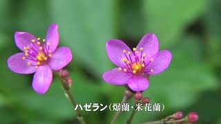 30秒の心象風景25170・帰化植物～ハゼラン～