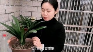 养君子兰用土不是特别讲究，但是如果只用简单的田园土可以吗