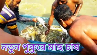 ছোট পুকুরে মাছ চাষ পদ্ধতি/ছোট পুকুরে মাছ চাষে সফলতা/নুতুন পুকুরে মাছ চাষ/মাছ চাষে লাভ ক্ষতি