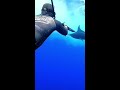 spearfishing marlin magic w @nicolas_tahimanarii