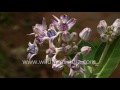 calotropis gigantea or sodom apple ak or accra in india