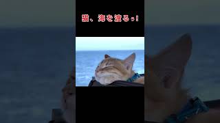 猫は海を渡るか？渡れるのか？　　#子猫#おもしろい# かわいい #funny #cute #cat #animals #memes