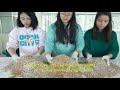 mother spawn preparation chapter 3 easy way to cultivate oyster mushroom