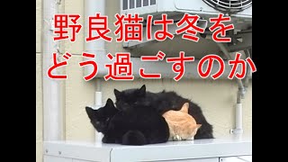 野良猫は冬はどう過ごすのか