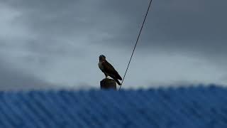 Eastern Buzzard Takes Flight