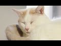 cat music soothing sounds for deep relaxation and sleep music for anxious cats