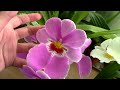 q u0026a what is the difference between miltonia and miltoniopsis