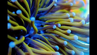 Let's talk corals!  - Euphyllia