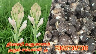 Sampangi poo valarpu | 7305739738 | சம்பங்கி பூ வளர்ப்பு | sampangi flower cultivation #vivasayam