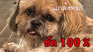 เสียงผิวปาก ใช้แกล้งหมา ชัด 100 %