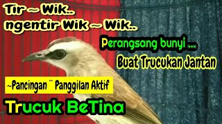 Trucuk Betina Memanggil Jantan 🔴🔴 [ Terapi Harian bikin Bunyi semua Trucukan Pemula Ombyokan ] ..