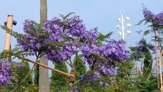 熱海　ジャカランダの並木道　Atami avenue of Jacaranda